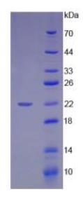 SDS-PAGE (HMGB1-559H).jpg